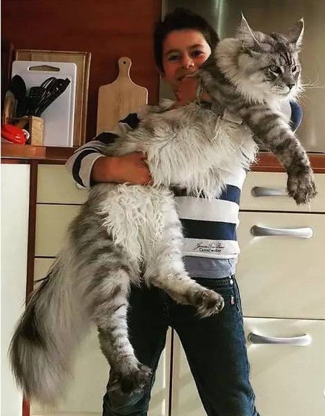 世界上最小的猫咪和最大的猫咪,你知道有多长吗