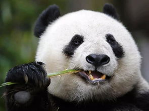 王思聪当年心仪已久的熊猫域名,被爆高价成交