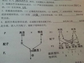 3题孟德尔成功原因 