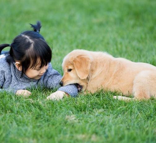 养只狗陪伴孩子真的那么简单吗 如何让孩子和狗狗相处融洽