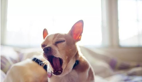 狗狗咳嗽呼吸困难 可能是致命的肺炎,而且还会传染给其它狗狗