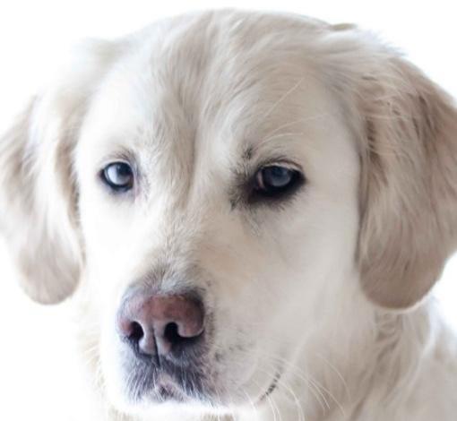 狗狗患白内障有哪些症状 是哪些原因造成 如何治疗 预防