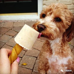 夏天到了,狗狗可以吃冰激凌吗 