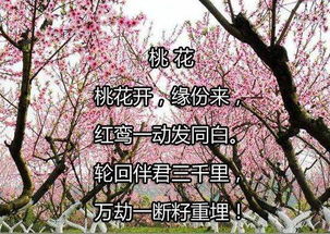 三生三世看桃花,桃花劫断好成家 