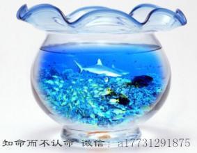 柏翳 yi 风水堂 养鱼风水催财要略 