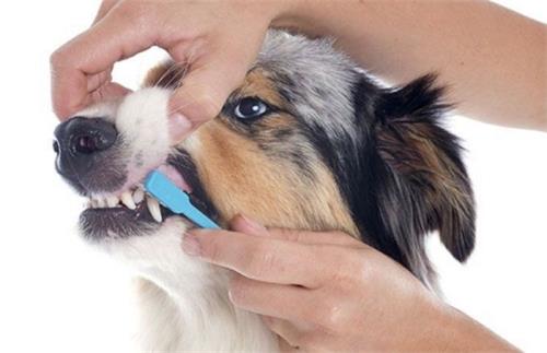宠物怎么刷牙(给宠物刷牙的关键点是什么)