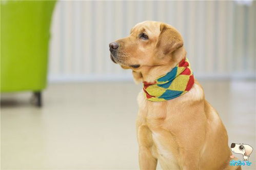 神犬小七 今日开播 炫酷超能力犬登陆湖南台