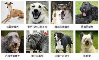 一篇文章让你分清所有狗的品种 