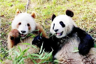 棕色大熊猫 七仔 在佛坪安然度过首汛 