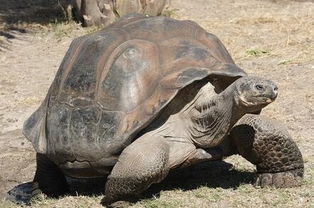 183岁陆龟成全世界最高寿生命体 乌龟最长能活多久