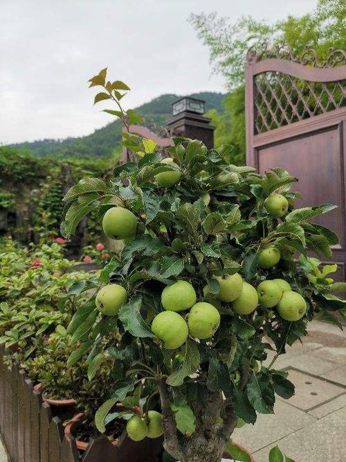 在家也能养水果盆栽,选对品种很重要,秋天挂满黄金果