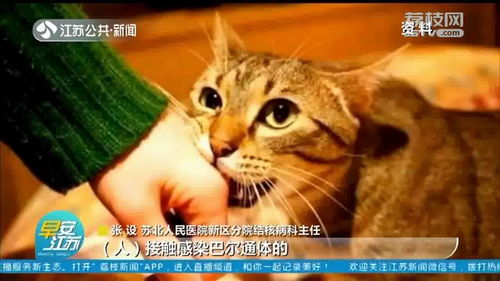 撸猫 需谨慎 扬州一女子被猫抓后患上 猫抓病 