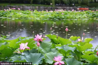 关于赞美雨天的诗句