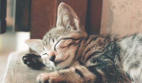 如何预防猫咪得猫瘟 打了疫苗的猫咪会不会得猫瘟