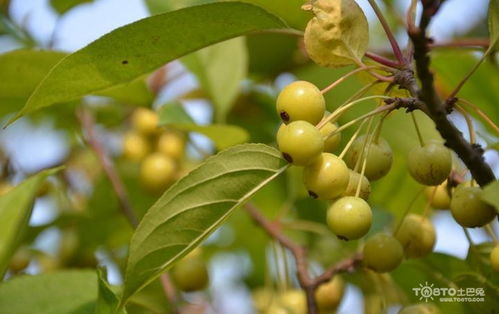 楸子果的功效与作用 楸子和海棠果的区别