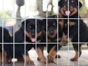 图 广州本地犬舍出售 纯种罗威纳幼犬 健康纯种 广州宠物狗 