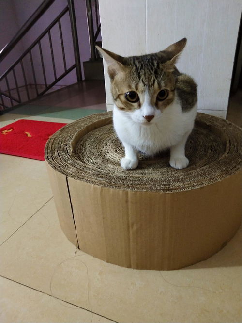 自制猫抓板做好了 