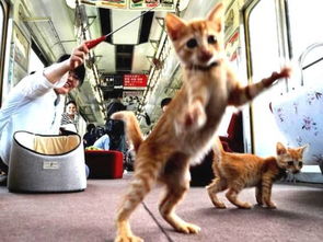吸猫天堂 日本 小猫列车 开动,30多只萌喵齐上阵, 旅客可以边喝咖啡边逗猫 