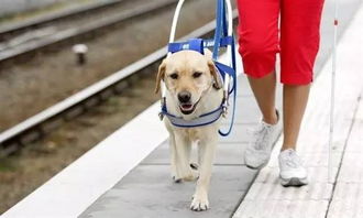 今天是 国际导盲犬日 你知道吗