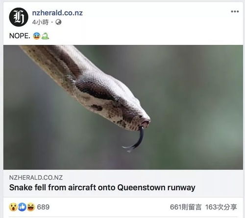 这条蛇逃离澳洲坐着飞机来,一下飞机 斩立决
