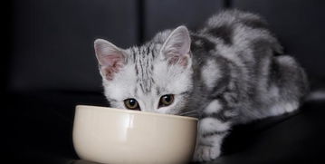 除了猫粮,你家猫还吃什么