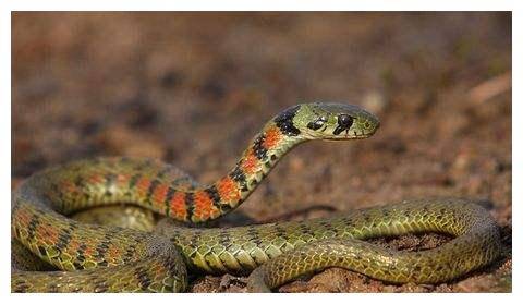 虎斑颈槽蛇到底是不是毒蛇 如果被咬伤,它的毒性有多强