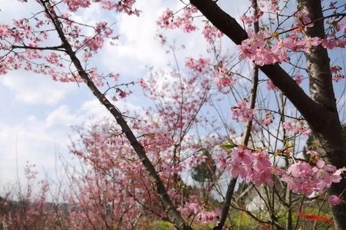 确认过眼神 是心动 春天四川赏花好去处,就是这儿了