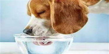 狗狗总是舔着喝水,能喝到水吗专家它们有特殊的喝水方式
