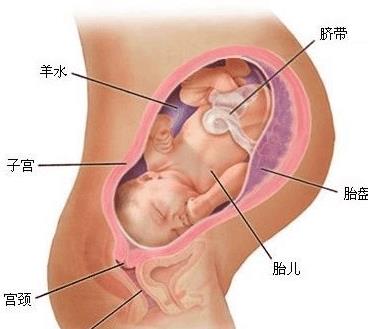 怀孕五个月宝宝在肚子里的姿势图片