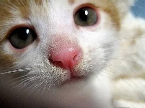 严重猫鼻支需要怎么治疗