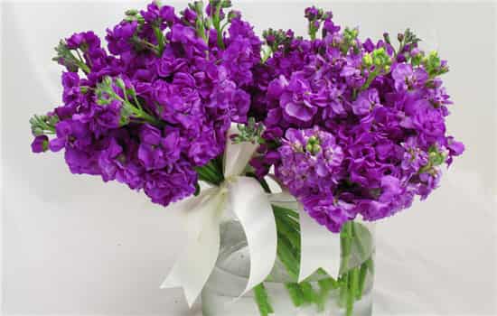 真正的紫罗兰花图片 紫罗兰为什么不建议养