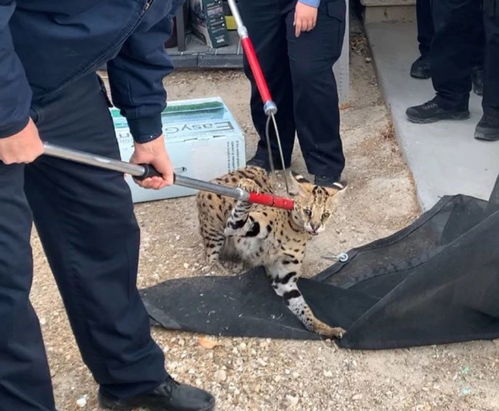 为何养一只薮猫不如养一只家猫省心 在我国薮猫可以当宠物养吗