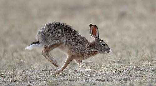 兔年说兔 我国共有20种兔,最为珍贵的是哪一种