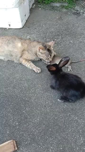 兔子猫在吃什么 