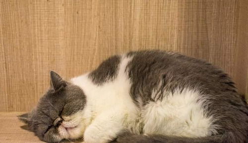 为什么猫咪除了不睡猫窝,哪里都睡 有这几个原因