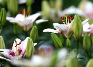 农村种植什么赚钱 种植花卉怎么样呢