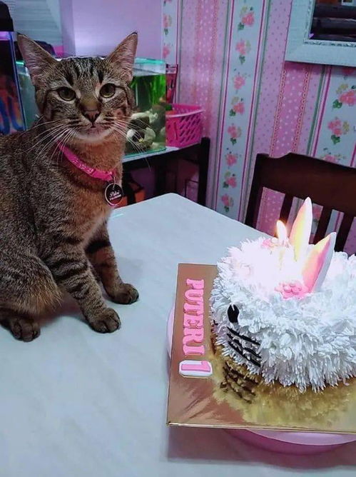 猫咪生日,铲屎官给猫咪特别准备的蛋糕 