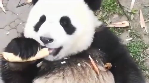 第一次见大熊猫吃竹笋,吃得太香了,这吃相也真的是让人为之担忧啊 