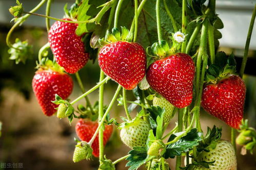 草莓种植时间和方法，草莓露天种植时间和方法
