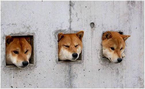 上海首例弃犬案引发争议 我们该如何区分 真爱狗人士 和 假爱狗人士