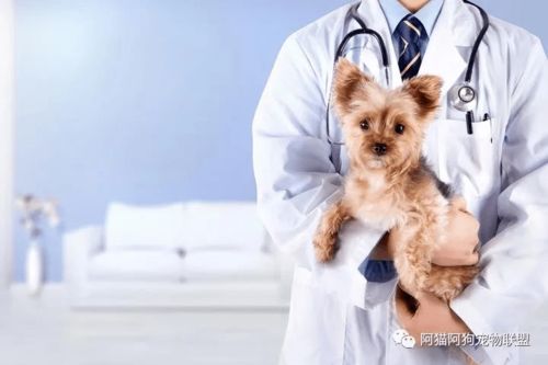 宠物医生日记第3期 一例犬细菌性膀胱炎的诊治