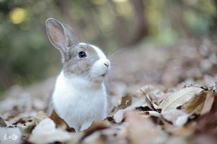 属兔人 当心 十月将有千年难遇的 大事 发生,你要笑了