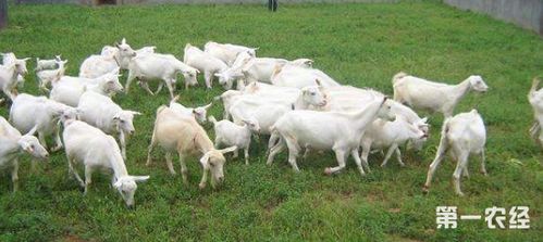 养殖技术分享:马头山羊饲料喂养管理,40斤羊每天采食多少精料