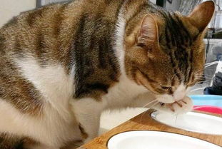 猫咪为什么偏爱喝马桶水 洗脚水这种 脏水