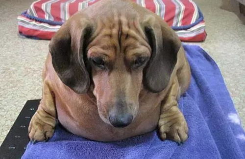 世界上最胖的狗狗减肥后,简直太亮眼