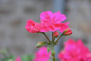 花添红粉，人生如梦——浅析花添红粉的内涵与寓意，花添红粉的意思是什么