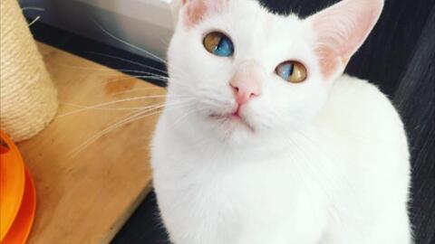 可爱异色瞳大白猫 公