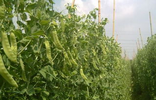 西蓝苔的种植技术,荷兰豆种植时间与温度