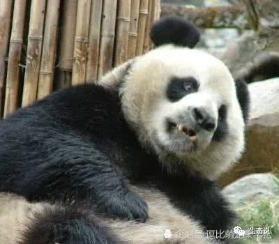 夏天到了宠物不进食 看看大熊猫的生活方式,瞬间吃穷你
