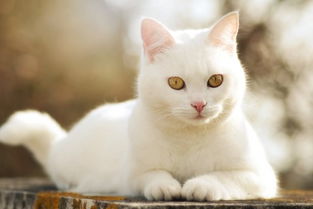 可爱的白色猫咪 可爱的白色猫咪壁纸 可爱的白色猫咪壁纸下载 